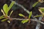 Smallflower pawpaw